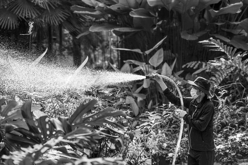 Plant Watering