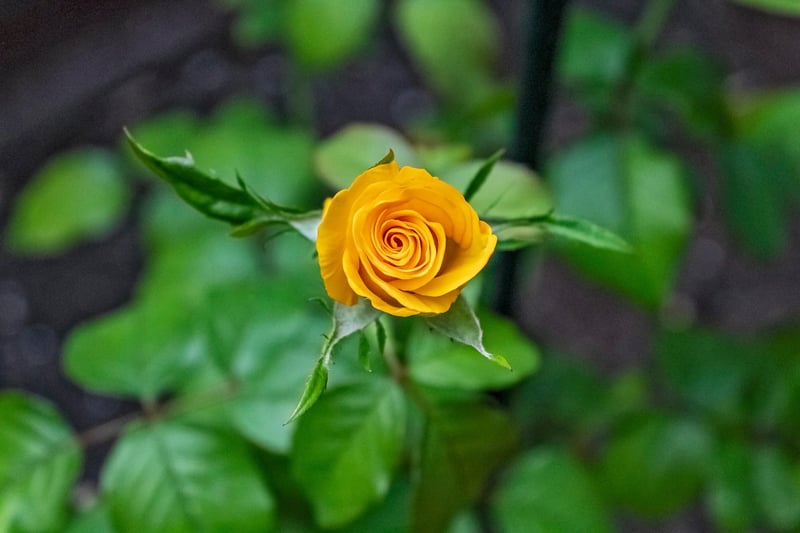 Blooming flowers in garden