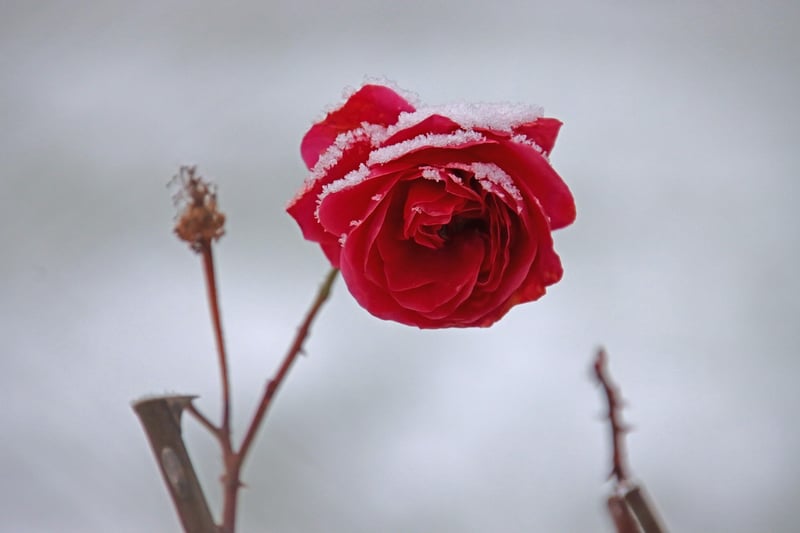 Flower in garden