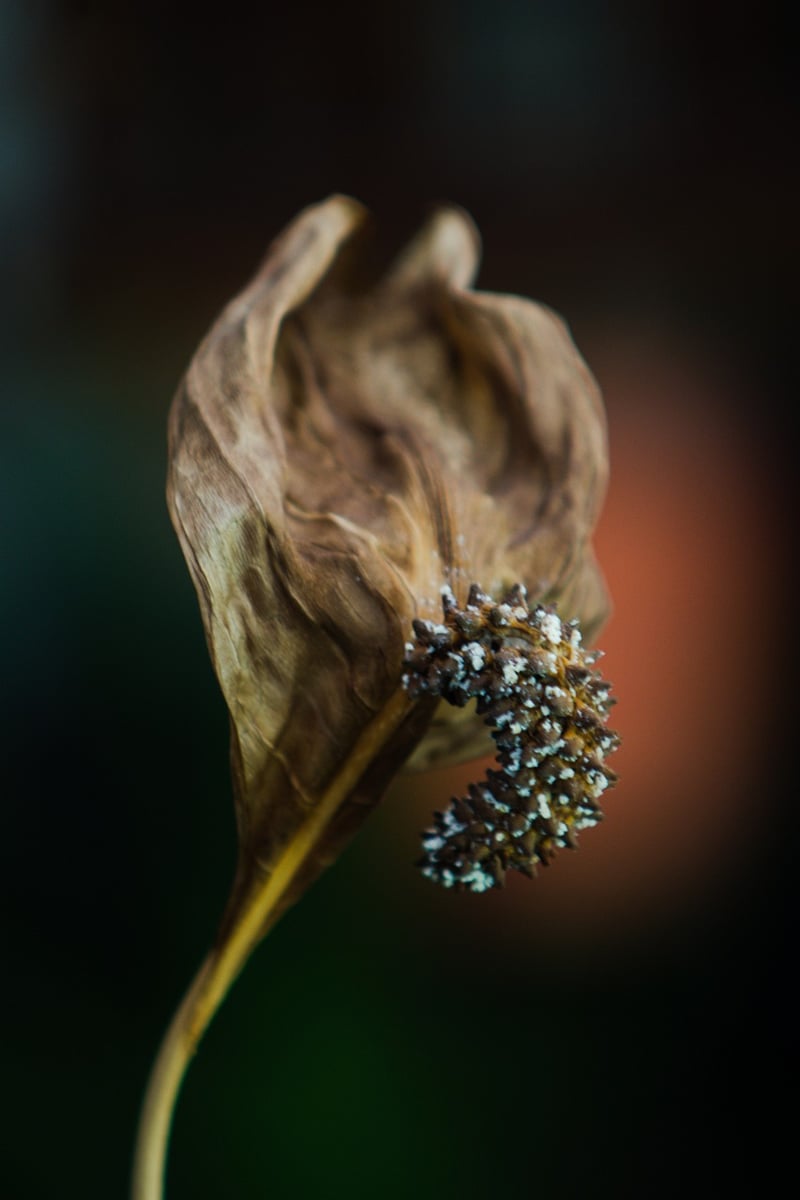 Peace Lily